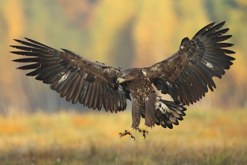 Wildlife photo gallery | Poland Wildlife Marcin Nawrocki