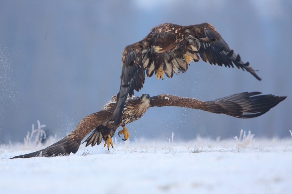 Wildlife photo gallery | Poland Wildlife Marcin Nawrocki