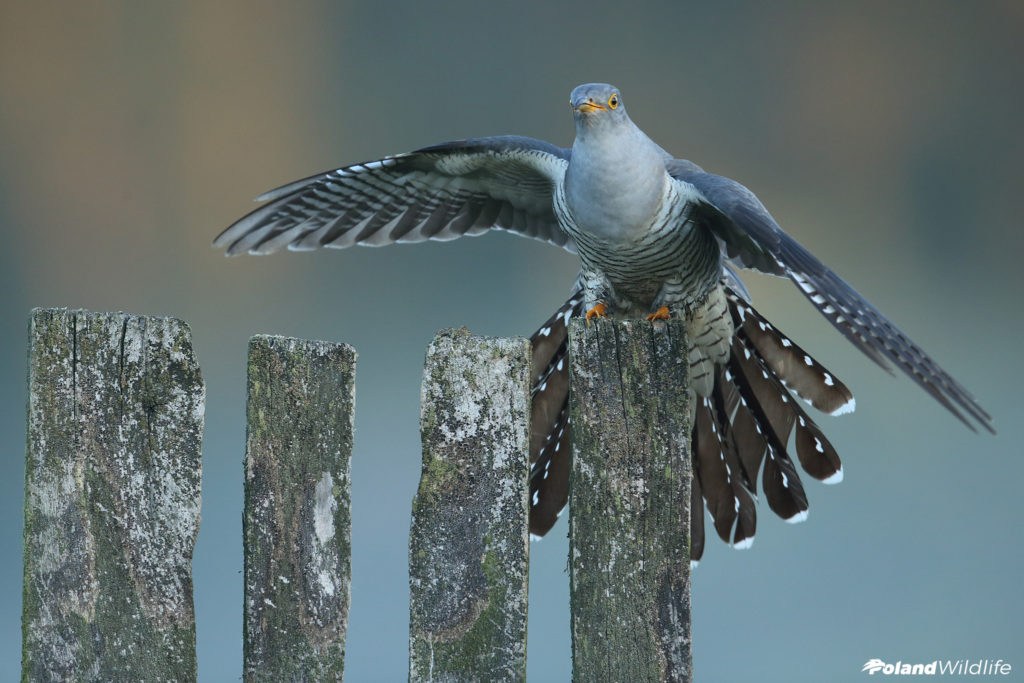 Ptaki Wiosenne Poland Wildlife Kutno