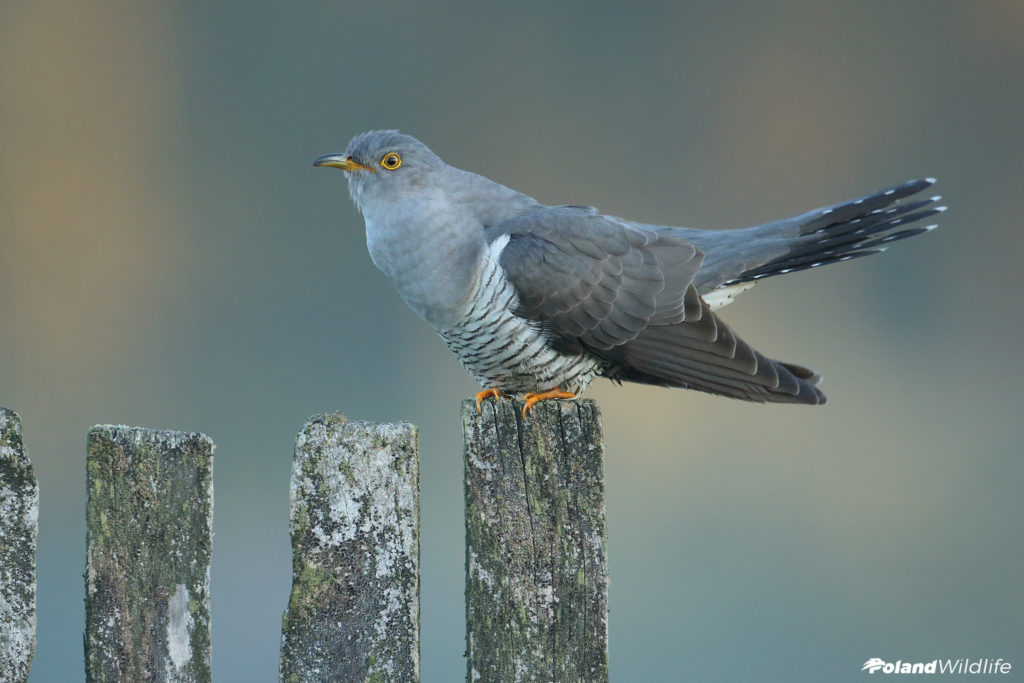 Ptaki Wiosenne Poland Wildlife Kutno