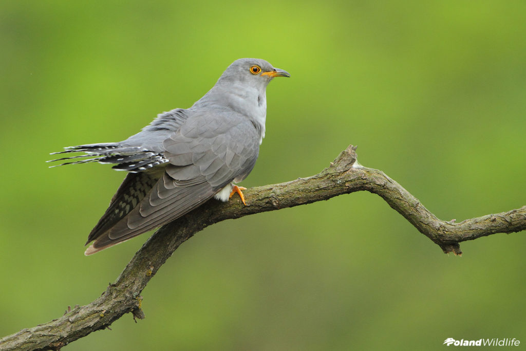 Ptaki Wiosenne Poland Wildlife Kutno